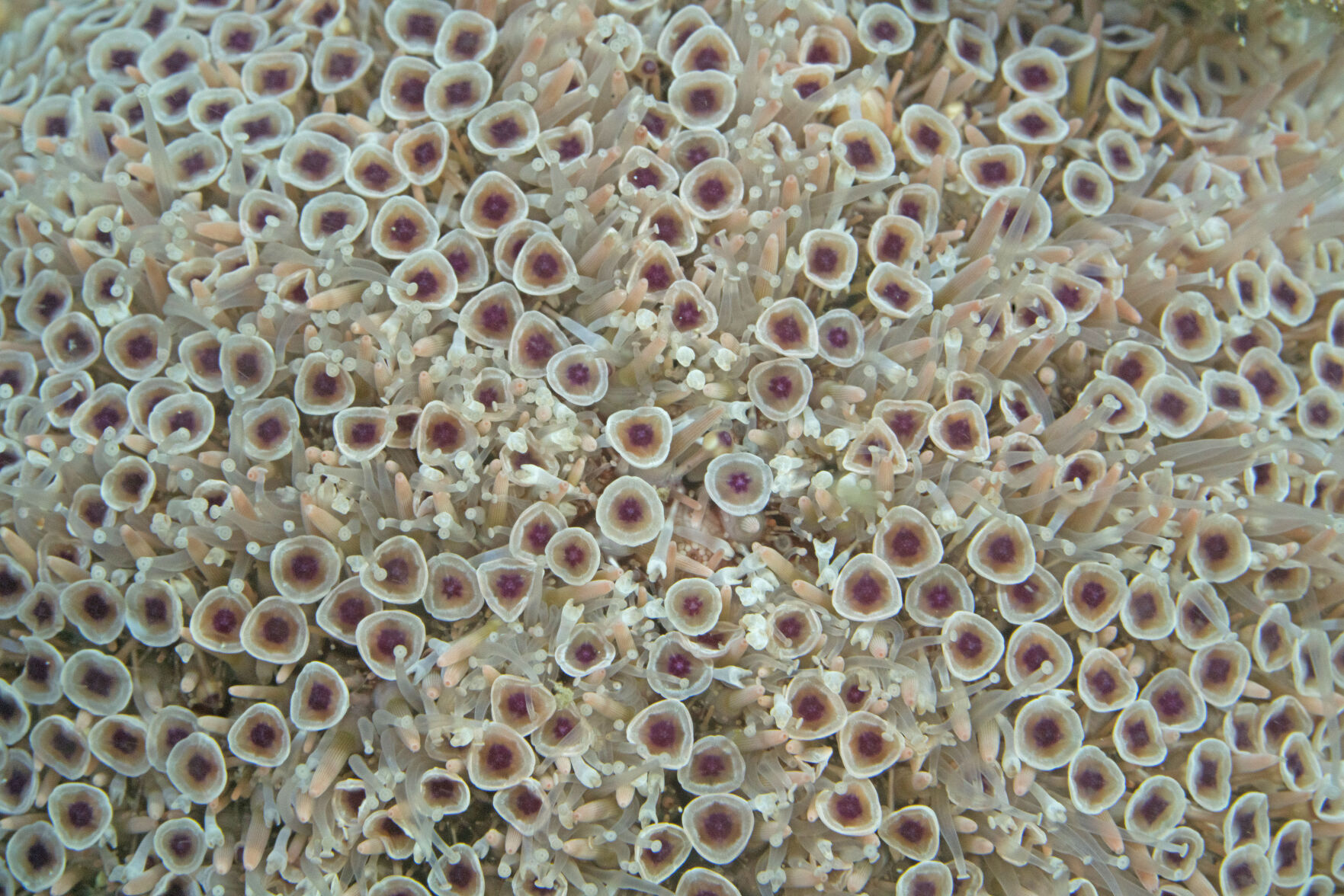 Night diving, Sea of Cortez, San Carlos